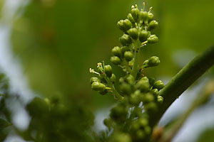 �I�n�Ԃǂ����A�Ԃ��炫�n�߂܂����B