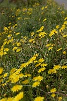 ぶどう畑の畦に、タンポポの花が満開!