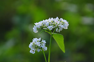 ソバの花。