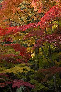 兵庫県篠山市 紅葉