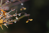 庭の紅葉