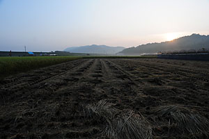刈り取りが終った田んぼ。