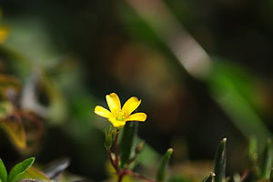 カタバミの花。