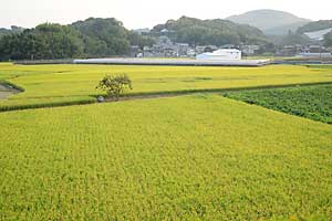 小田川の土手より。