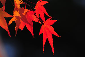 紅葉。