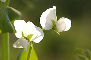 GhẺԁB