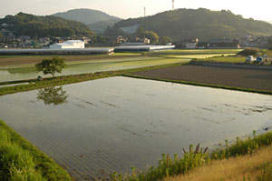 近くの田園風景。