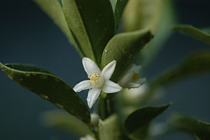 金柑の花。