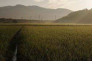 近くの田園風景。