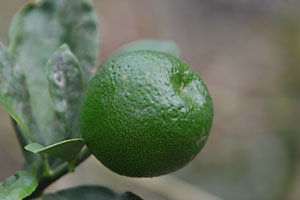 ʋB