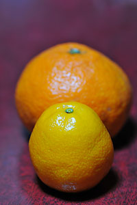 ʋB