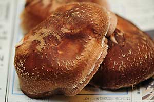 我が家で採れた椎茸。