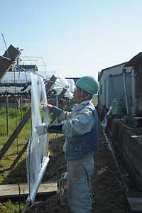 露地のポリを張りました。