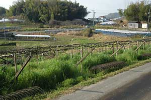 今日から、ぶどう棚の修理です。