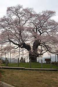 醍醐桜。
