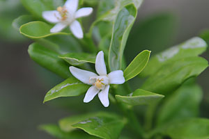 金柑の花。