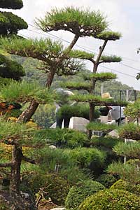 庭木の剪定。