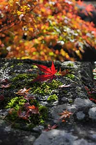 我が家の庭の紅葉。