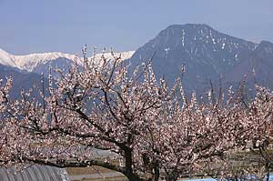 春の有明山。
