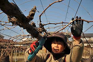 露地ピオーネの剪定。
