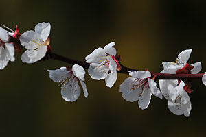 梅の花。