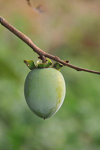a`