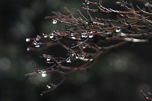 朝露
