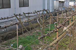 露地ぶどう棚