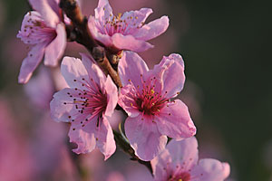 桃の花