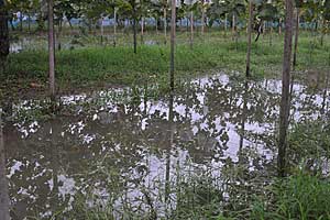 冠水したぶどう畑